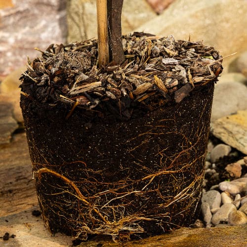 Груша Осенняя Яковлева купить во Владимире