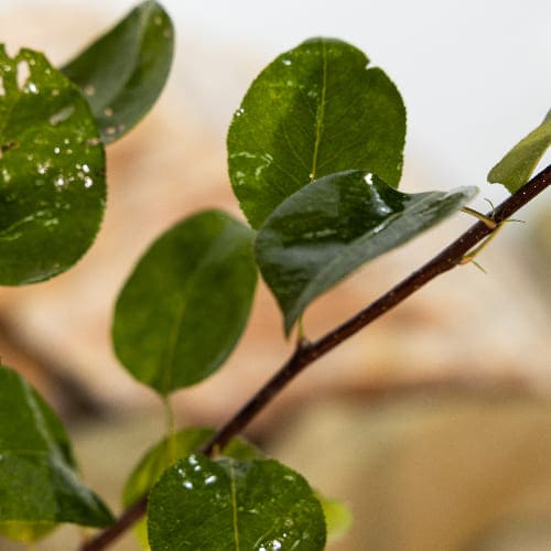 Груша Осенняя Яковлева купить во Владимире