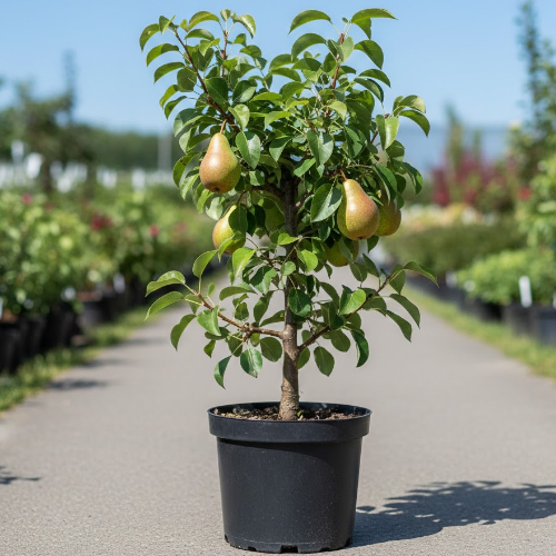 Груша Просто Мария купить во Владимире