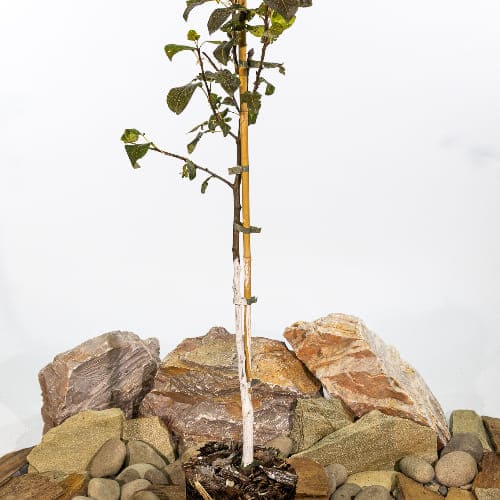 Груша Русская красавица купить во Владимире