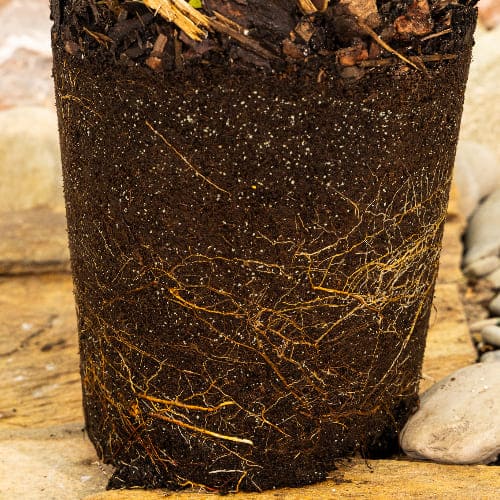 Груша Русская красавица купить во Владимире