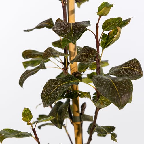 Груша Русская красавица купить во Владимире