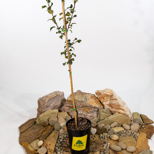 Груша Свердловчанка купить во Владимире