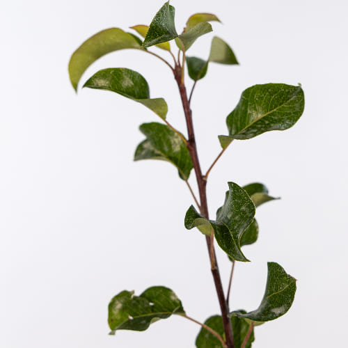 Груша Свердловчанка купить во Владимире