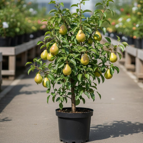 Груша Велеса купить во Владимире