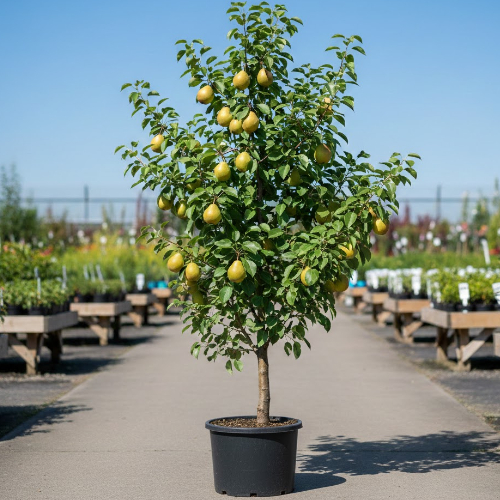 Груша Верная купить во Владимире