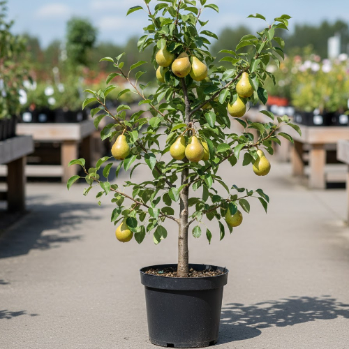 Груша Видная купить во Владимире