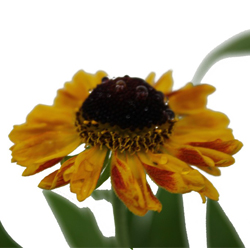 Гелениум гибридный Виндлей купить в Нижнем Новгороде