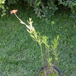 Гелениум Красная армия купить в Нижнем Новгороде