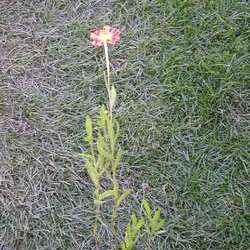 Гелениум Красная армия купить в Нижнем Новгороде