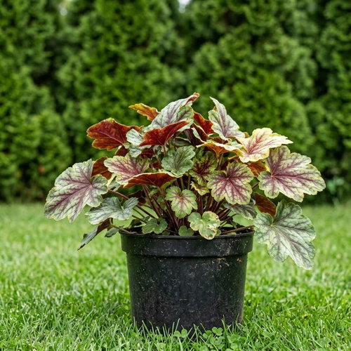 Гейхера американская Ринг оф Файр купить в Ярославле