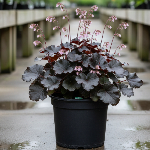 Гейхера гибридная купить во Владимире