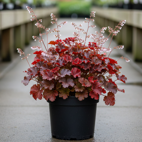 Гейхера гибридная купить во Владимире