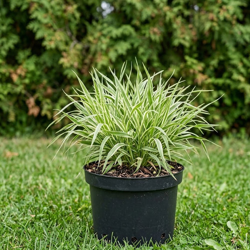 Бухарник мягкий Albovariegata купить в Ярославле