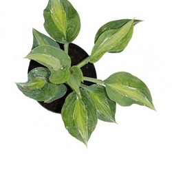 Хоста гибридная Киви Фул Монти купить в Нижнем Новгороде