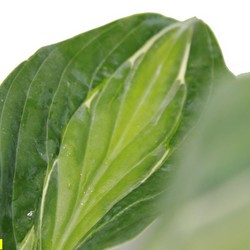 Хоста гибридная Киви Фул Монти купить в Нижнем Новгороде