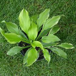 Хоста волнистая Альбомаргината купить в Нижнем Новгороде