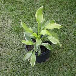 Хоста волнистая Альбомаргината купить в Нижнем Новгороде