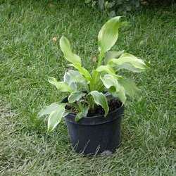 Хоста волнистая Альбомаргината купить в Нижнем Новгороде