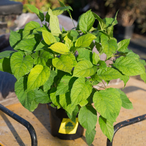 Гортензия древовидная Аннабель купить во Владимире