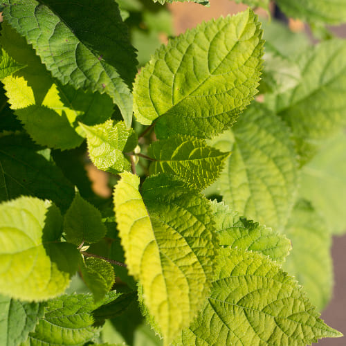 Гортензия древовидная Аннабель купить во Владимире