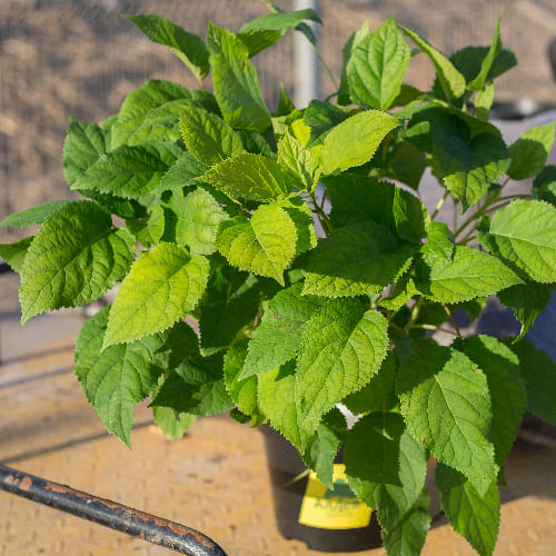 Гортензия древовидная Аннабель купить во Владимире