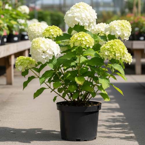 Гортензия древовидная Кандибель Маршмеллоу купить во Владимире