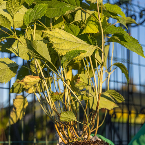 Гортензия древовидная Кандибель Маршмеллоу купить во Владимире