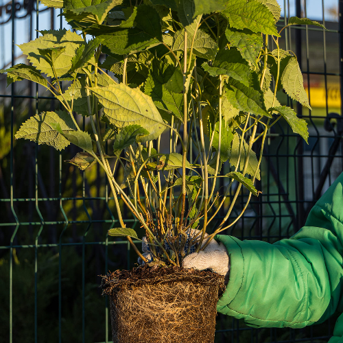 Гортензия древовидная Кандибель Маршмеллоу купить во Владимире