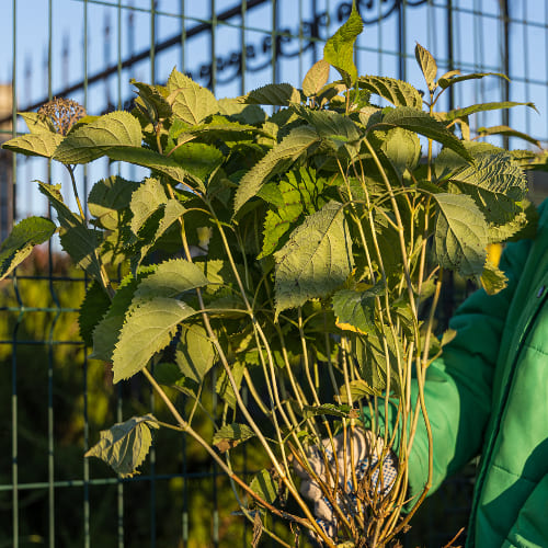 Гортензия древовидная Кандибель Маршмеллоу купить во Владимире