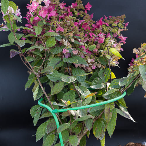 Гортензия метельчатая Ангел Блаш купить в Нижнем Новгороде