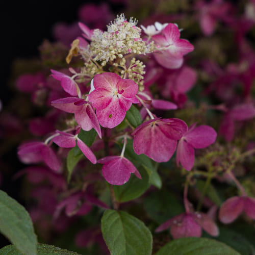 Гортензия метельчатая Ангел Блаш купить в Нижнем Новгороде