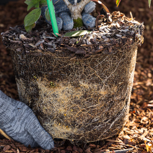 Гортензия метельчатая Ангел Блаш купить в Нижнем Новгороде