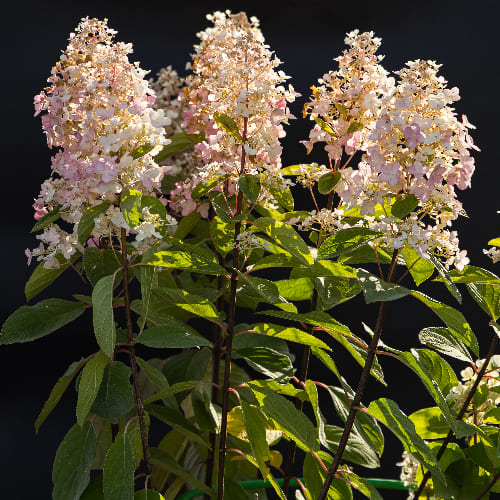 Гортензия метельчатая Бэйби Лейс купить во Владимире