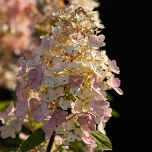 Гортензия метельчатая Бэйби Лейс купить во Владимире