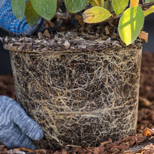 Гортензия метельчатая Бэйби Лейс купить во Владимире