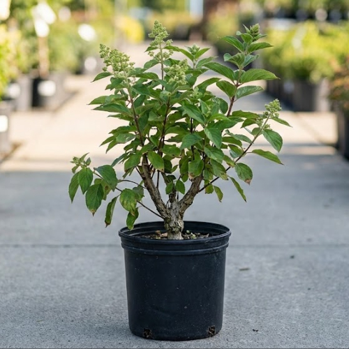 Гортензия метельчатая Би Свит купить во Владимире