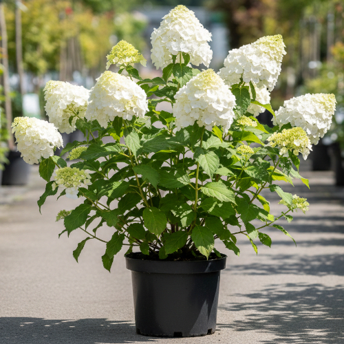 Гортензия метельчатая Дентель де Горрон купить во Владимире