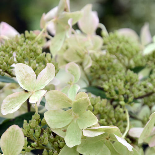 Гортензия метельчатая Дентель де Горрон купить во Владимире