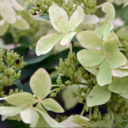 Гортензия метельчатая Дентель де Горрон купить во Владимире