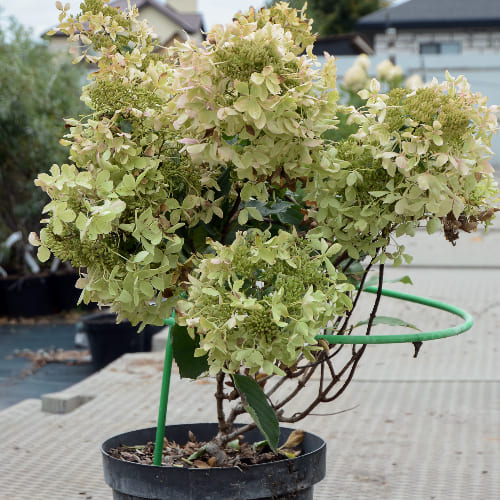 Гортензия метельчатая Дентель де Горрон купить во Владимире