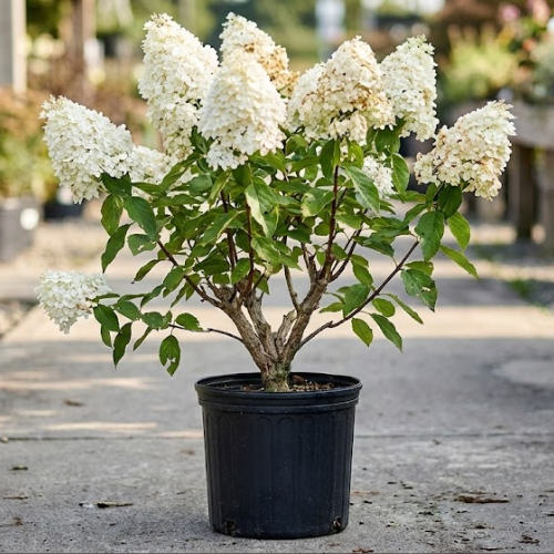 Гортензия метельчатая Диамантино купить во Владимире