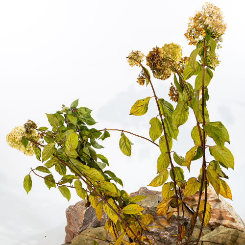 Гортензия метельчатая Диамантино купить во Владимире