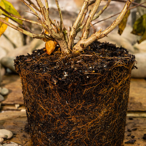 Гортензия метельчатая Диамантино купить во Владимире