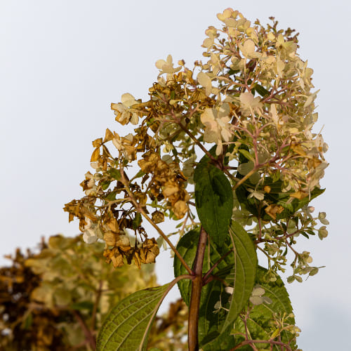 Гортензия метельчатая Диамантино купить во Владимире