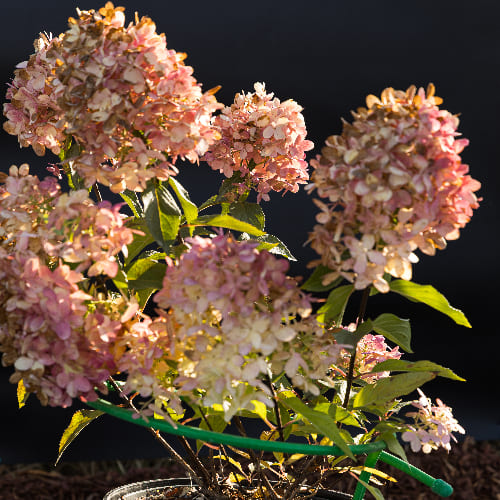 Гортензия метельчатая Граффити купить в Нижнем Новгороде