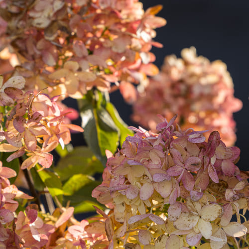 Гортензия метельчатая Граффити купить в Нижнем Новгороде