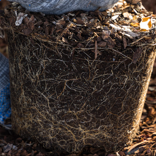 Гортензия метельчатая Граффити купить в Нижнем Новгороде