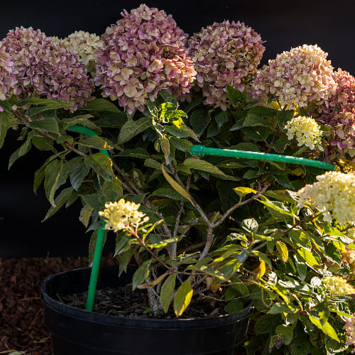 Гортензия метельчатая Грандифлора купить в Нижнем Новгороде