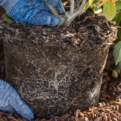 Гортензия метельчатая Грандифлора купить в Нижнем Новгороде